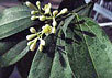 Фото с сайта toptropicals.com/html/tropics/articles/misc/cinnamomum.htm