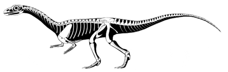 Effigia okeeffeae - еще один предок крокодилов, который жил во времена динозавров. Иллюстрация Стерлинга Несбитта из Американского музея естествознания (с сайта news.nationalgeographic.com)
