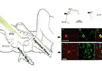 Схематическое изображение работы слуховой системы в человеческом мозге. Иллюстрация с сайта www.med.umich.edu
