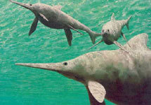 Ихтиозавры. Рисунок с сайта www.oceansofkansas.com/ichthyosaur.html