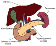 Поджелудочная
железа с сайта www.pankreasinfo.com/ru/organ.html