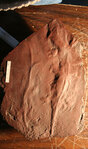 Отпечатки тел древних амфибий. Фото с сайта www.geosociety.org