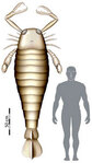 Сравнительные размеры ископаемого морского скорпиона и человека. Иллюстрация: Simon Powell с сайта www.bristol.ac.uk/news/