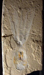Одна из удивительных окаменелостей. Фото: Dirk Fuchs с сайта www.examiner.com